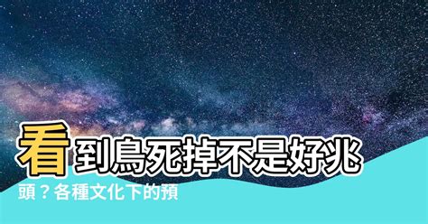 一直看到死掉的鳥|看不見的陷阱：窗殺｜打造友善鳥類城市